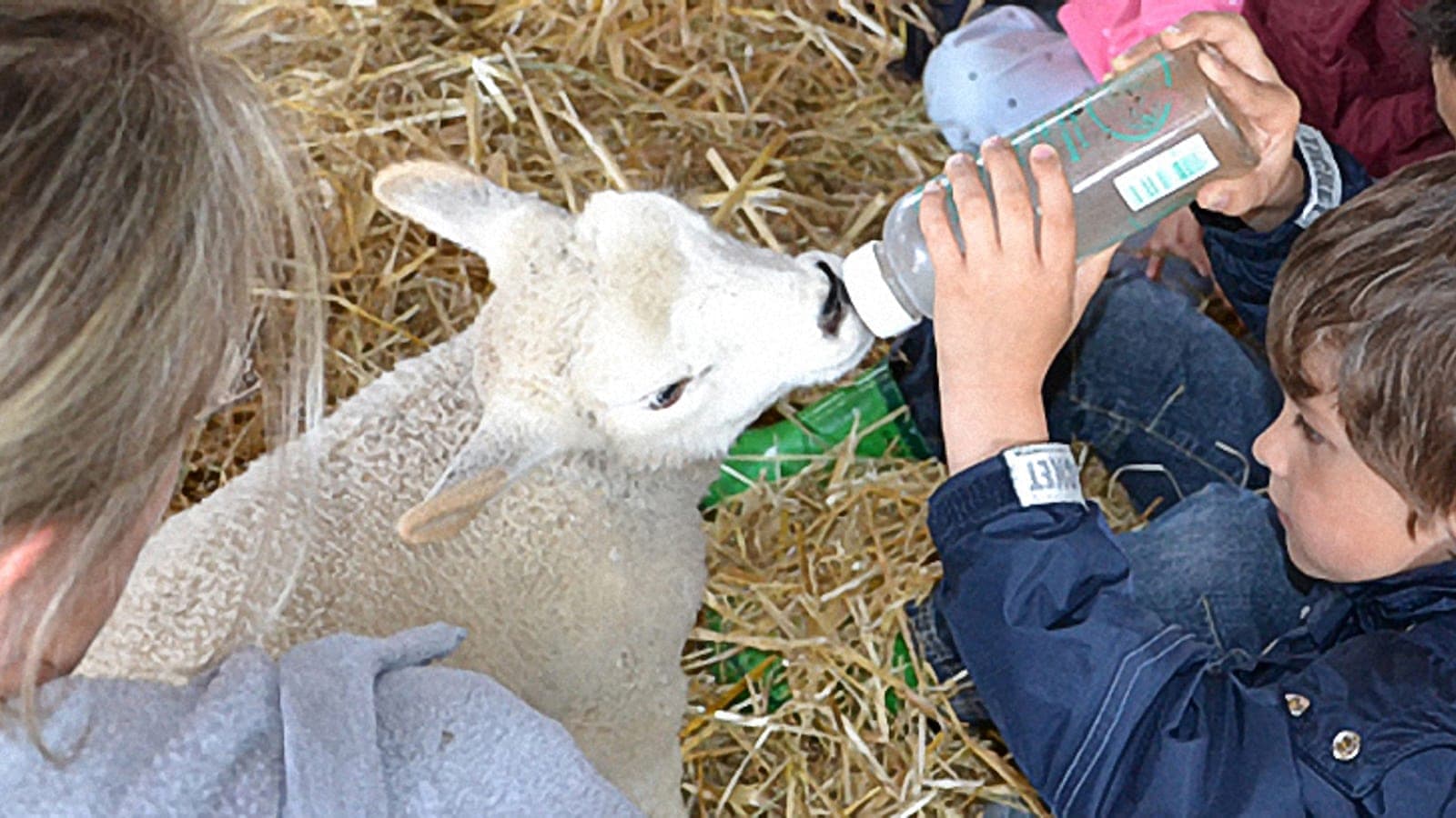 A Schmatten pedagogical farm scene