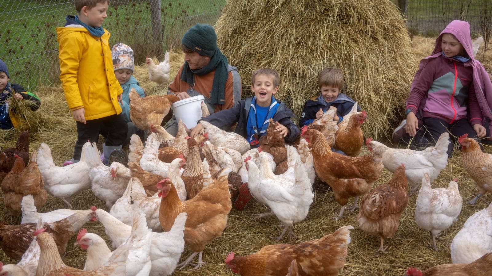 Children in coats and hats feeding free-range hens at Kass-Haff alongside a Kass-Haff guide holding a white feed bucket, with a large hay bale in the background
